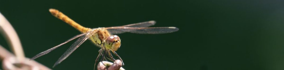 sammelstelle für poetische momente
