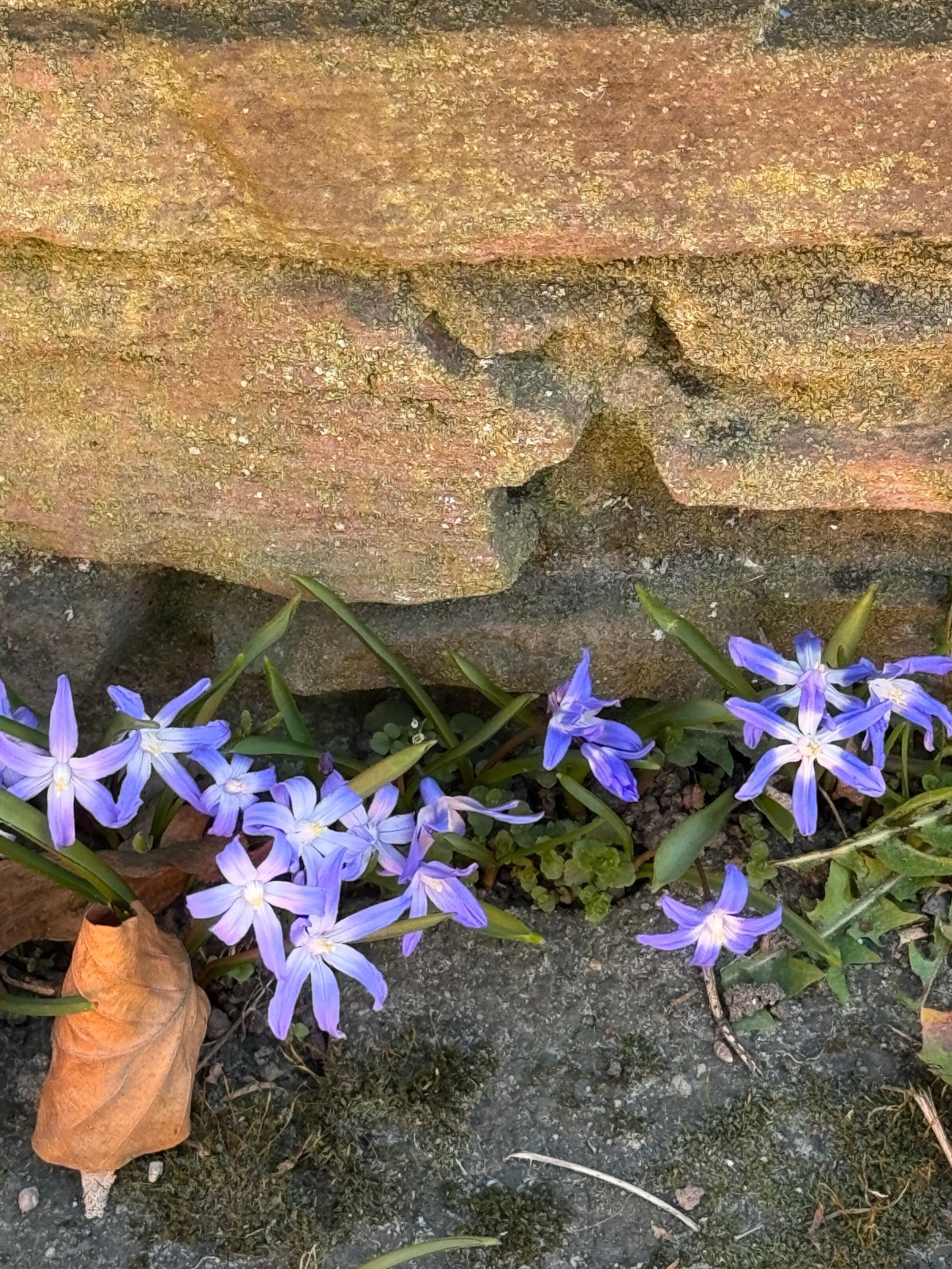 3. impuls 2025 – blaues band und blaue&nbsp;blume