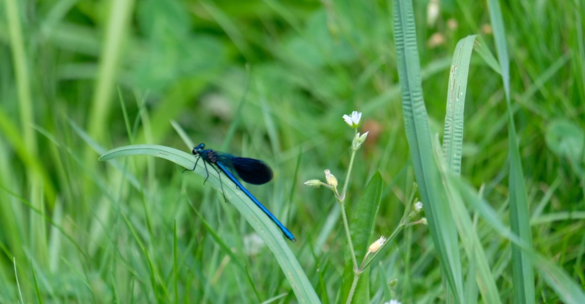 6. impuls –&nbsp;solsticium